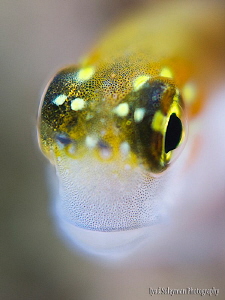 Blenny Portrait 
(One more shot from my Blenny's series) by Iyad Suleyman 